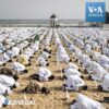 TRIBUNE DU VENDREDI N°38 : La COVID-19, un des fléaux de la Fin des Temps
